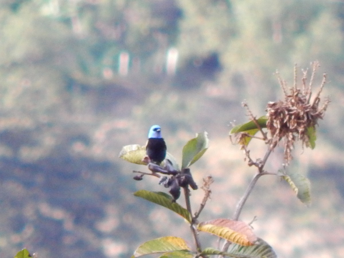 Blue-capped Tanager - ML623651801