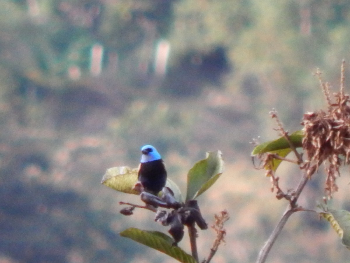 Blue-capped Tanager - ML623651802