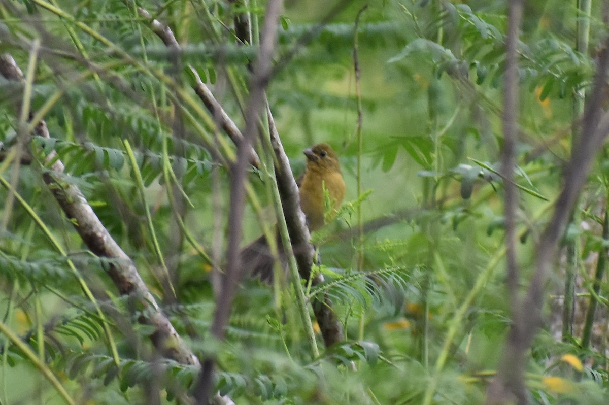 Painted Bunting - ML623651811