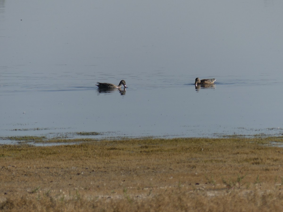 Green-winged Teal - ML623651816