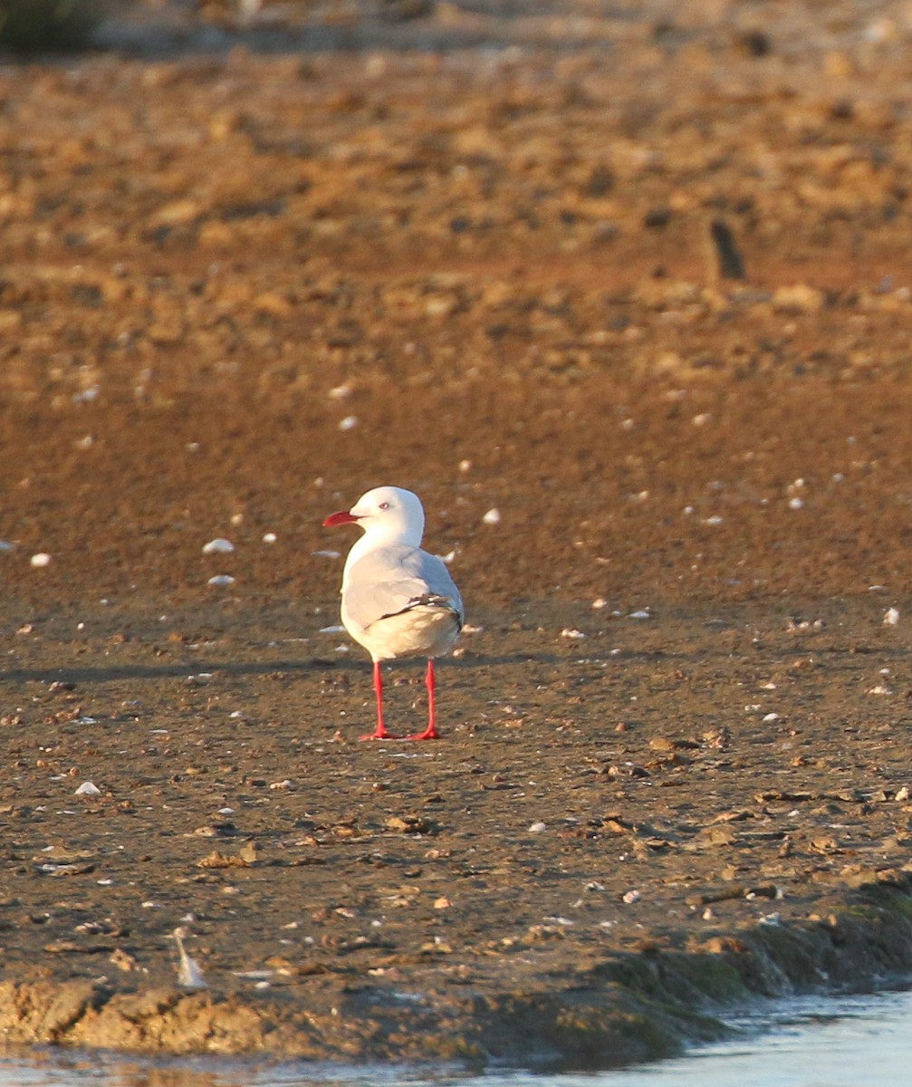 Avustralya Martısı (novaehollandiae/forsteri) - ML623651818