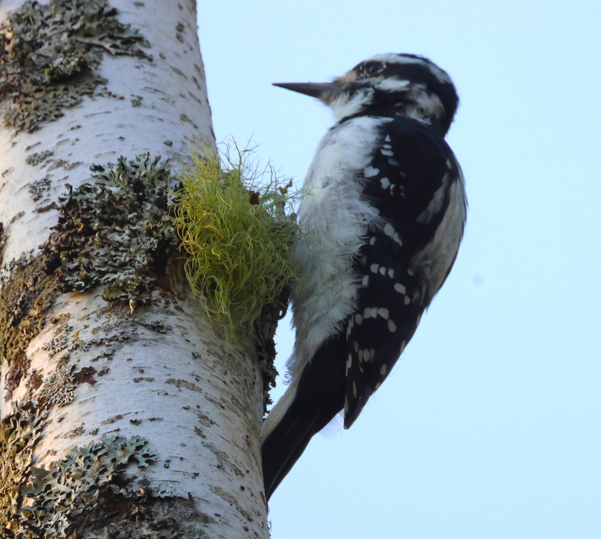 Hairy Woodpecker - ML623651823