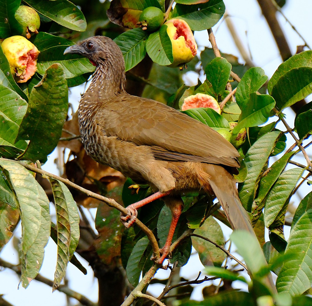 Chachalaca Moteada - ML623651824