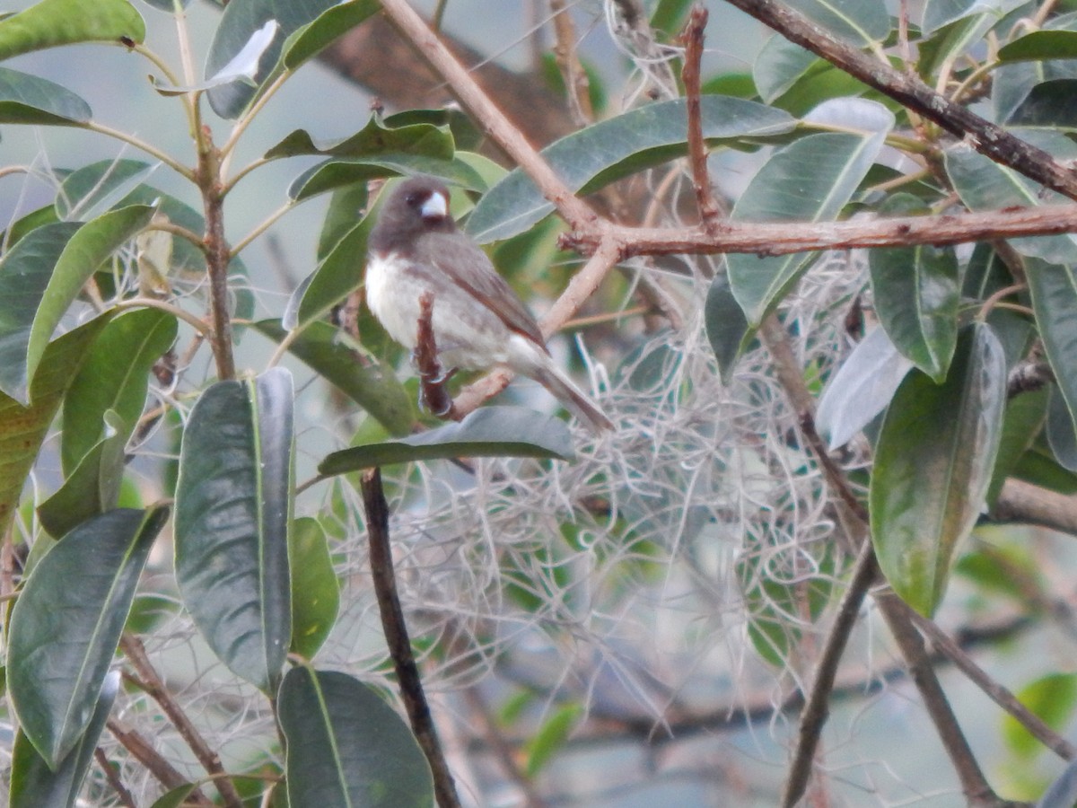 Yellow-bellied Seedeater - ML623651832