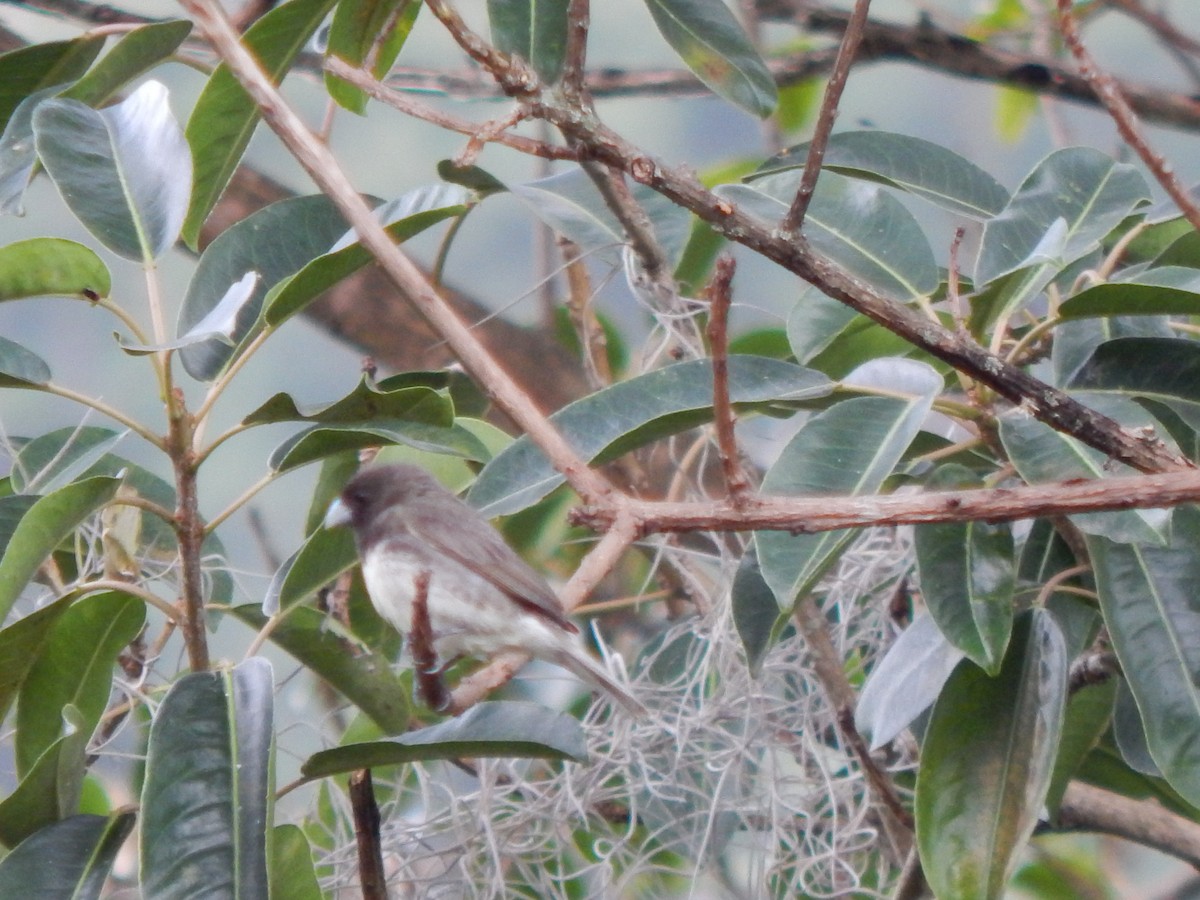 Yellow-bellied Seedeater - ML623651833