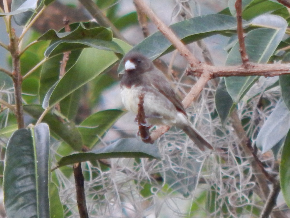 Yellow-bellied Seedeater - ML623651834