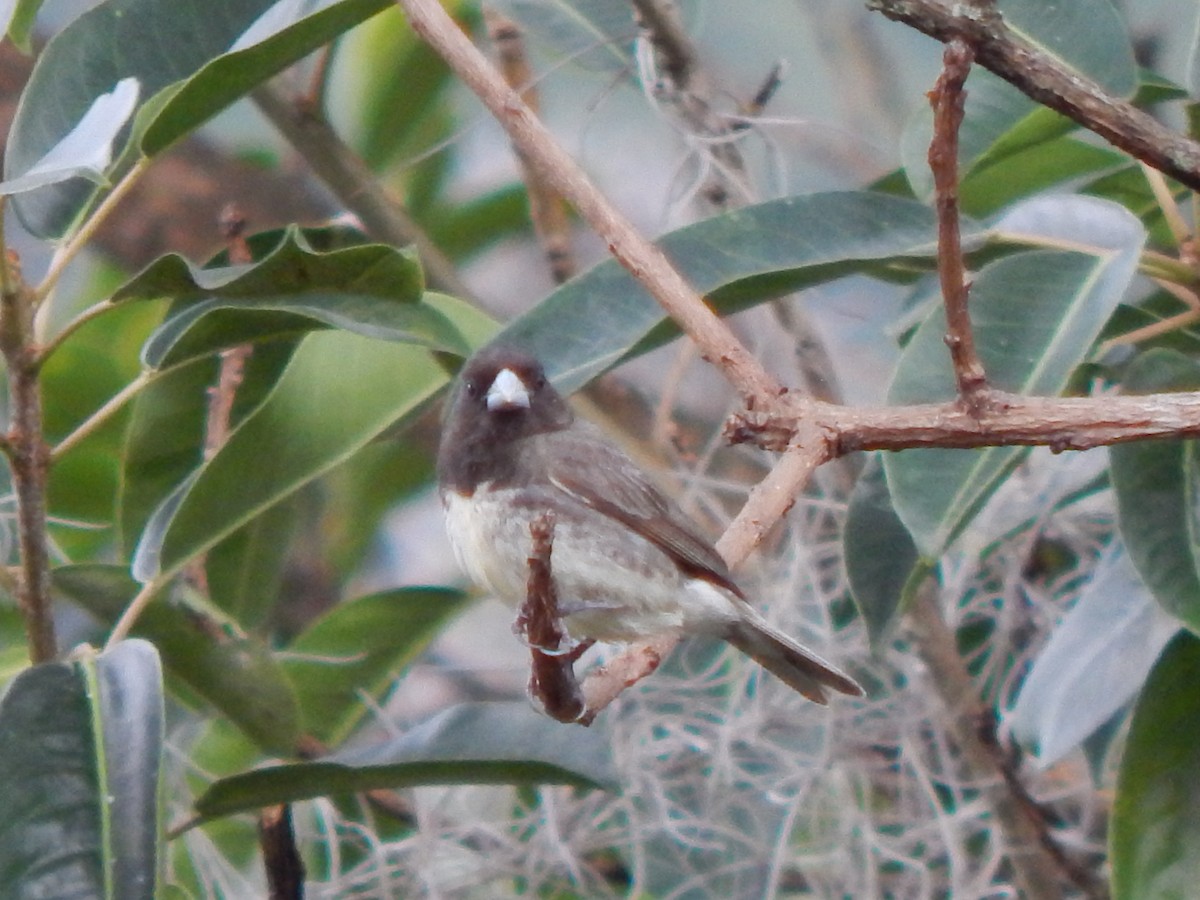 Yellow-bellied Seedeater - ML623651836