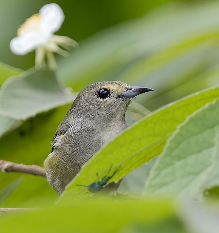 Pygmy Flowerpecker - ML623651870