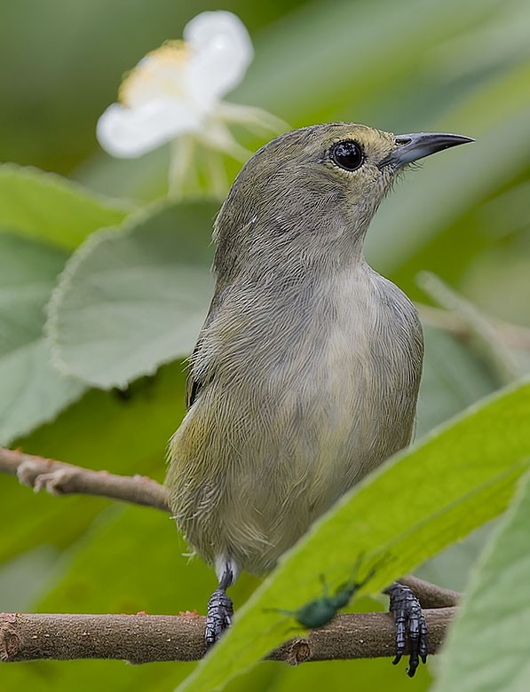 Pygmy Flowerpecker - ML623651871