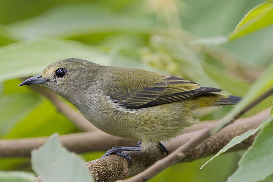 Pygmy Flowerpecker - ML623651872