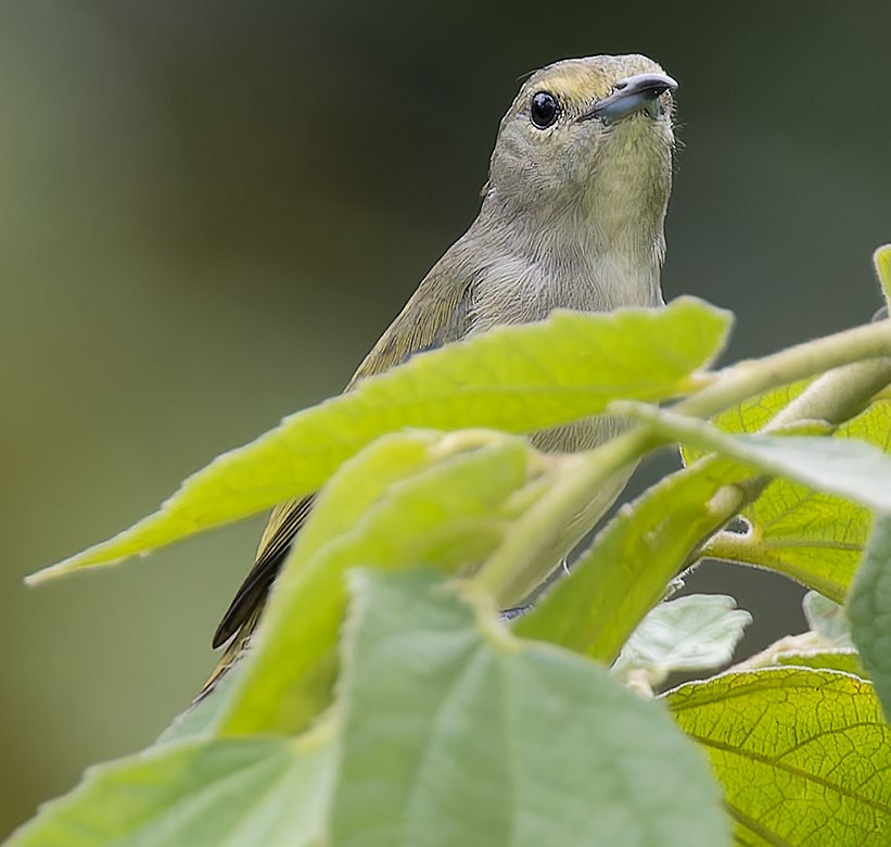 Pygmy Flowerpecker - ML623651873