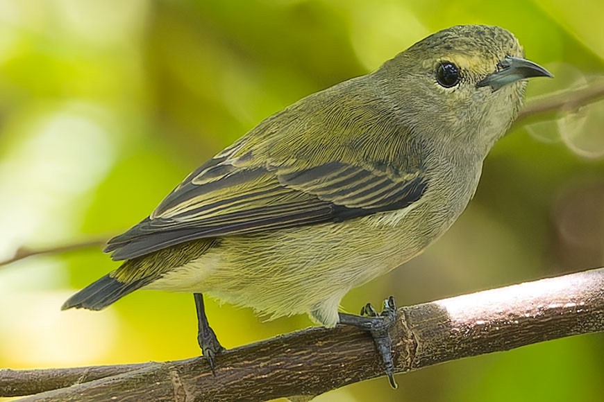 Pygmy Flowerpecker - ML623651874