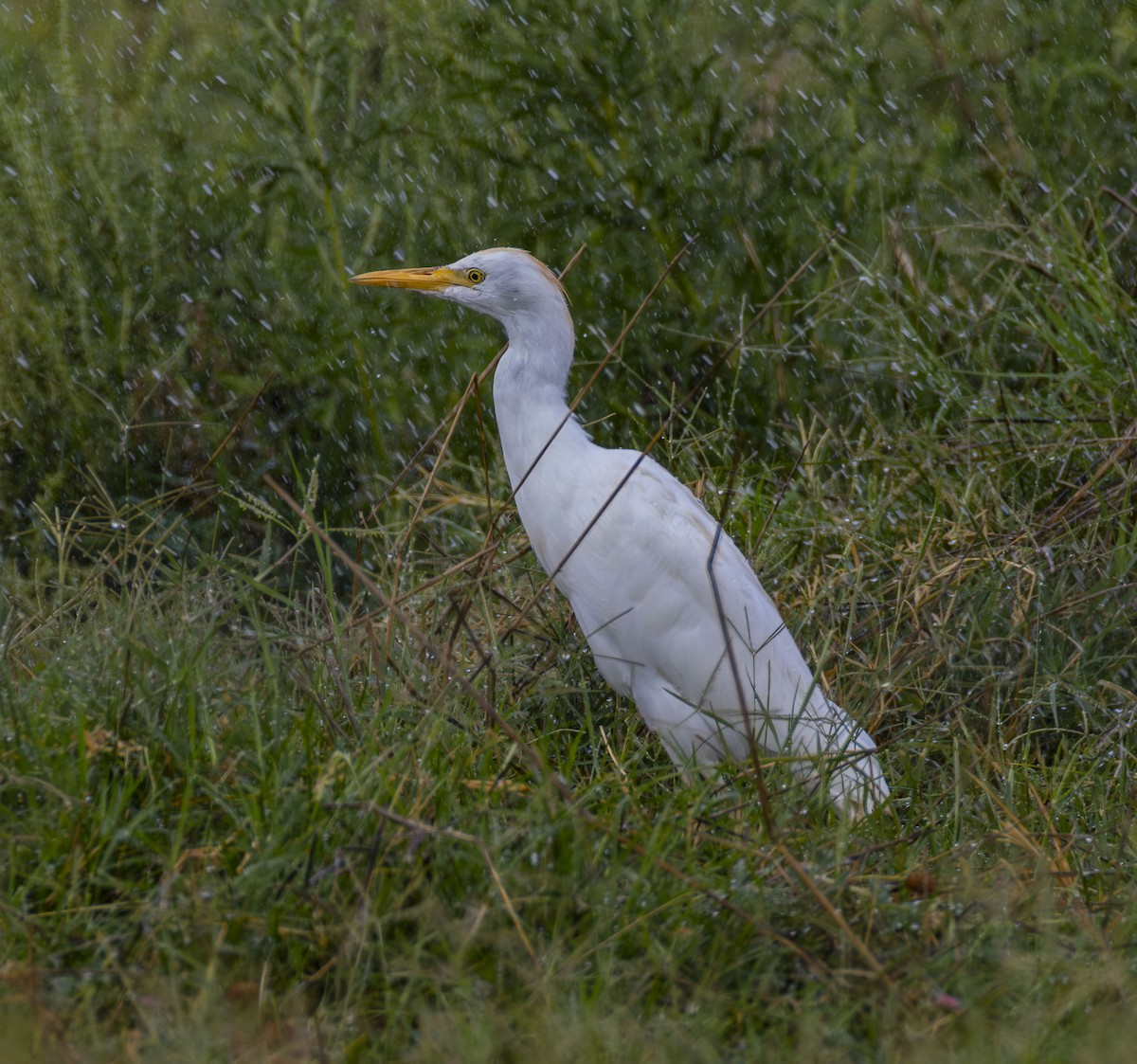 Western Cattle Egret - ML623651885