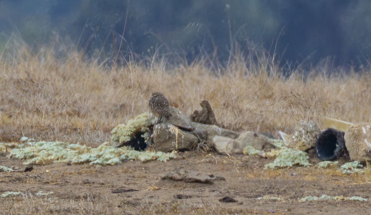 Burrowing Owl - Roger Uzun