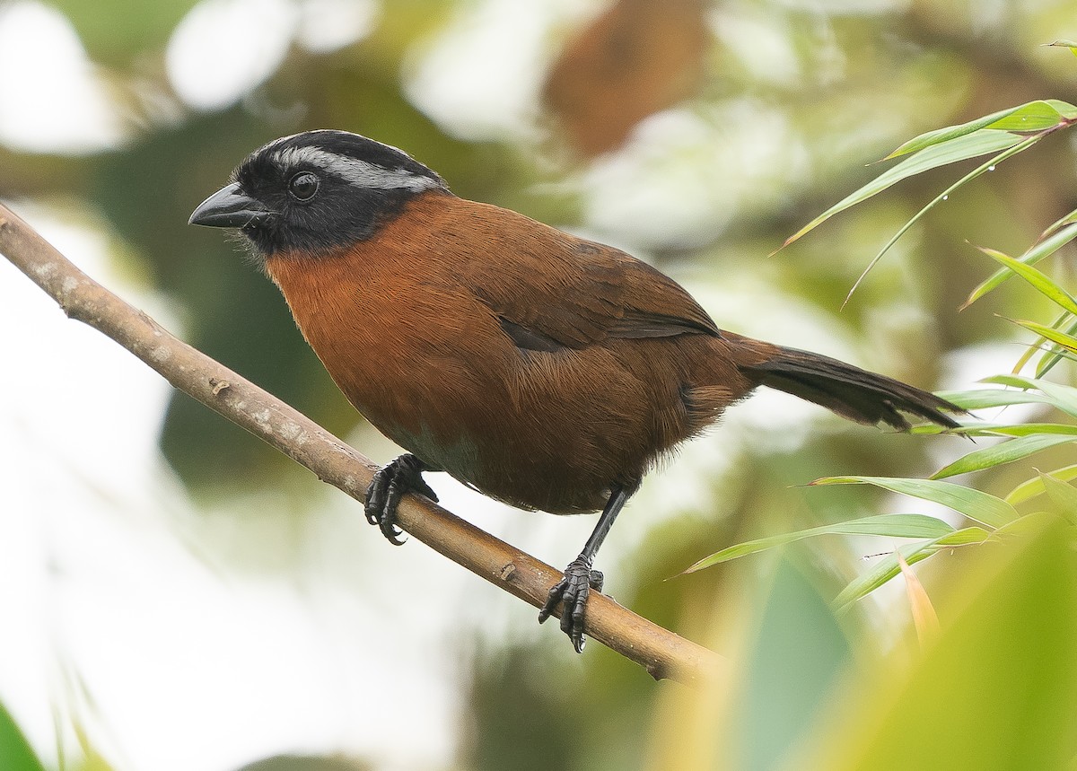 Tanager Finch - ML623651935