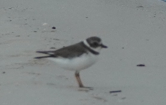 Semipalmated Plover - ML623651959