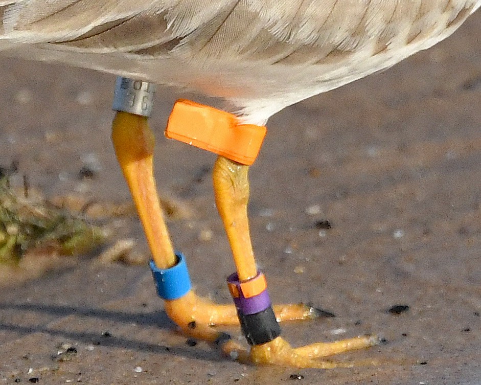 Piping Plover - ML623651998