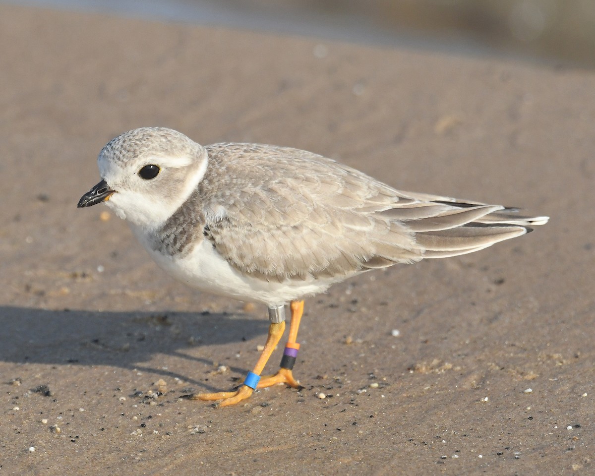 Piping Plover - ML623652002