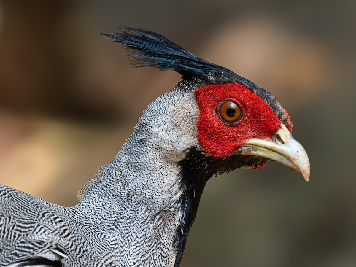 Kalij Pheasant - ML623652015