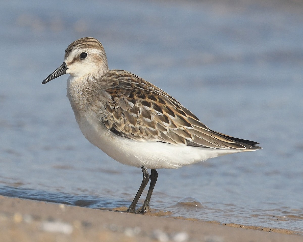 Semipalmated Sandpiper - ML623652016