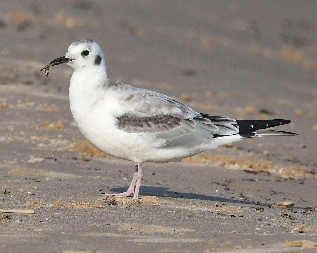 Bonaparte's Gull - Michael Topp