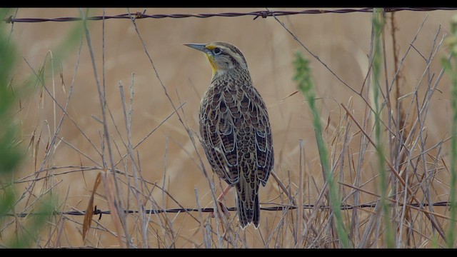 Western Meadowlark - ML623652034