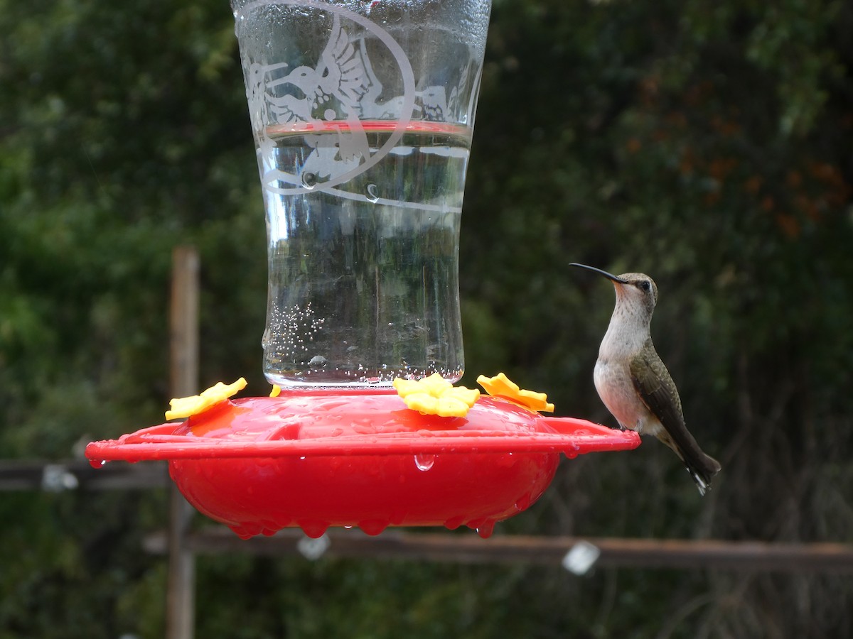 Black-chinned Hummingbird - ML623652063