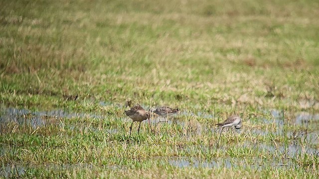 Marbled Godwit - ML623652070