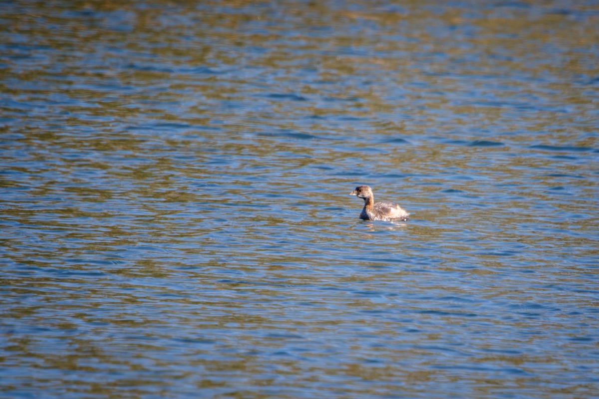 Pied-billed Grebe - Anonymous