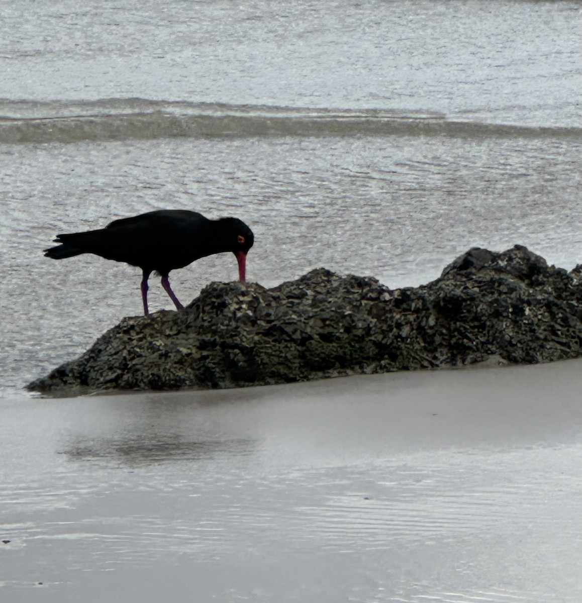 Sooty Oystercatcher - ML623652117