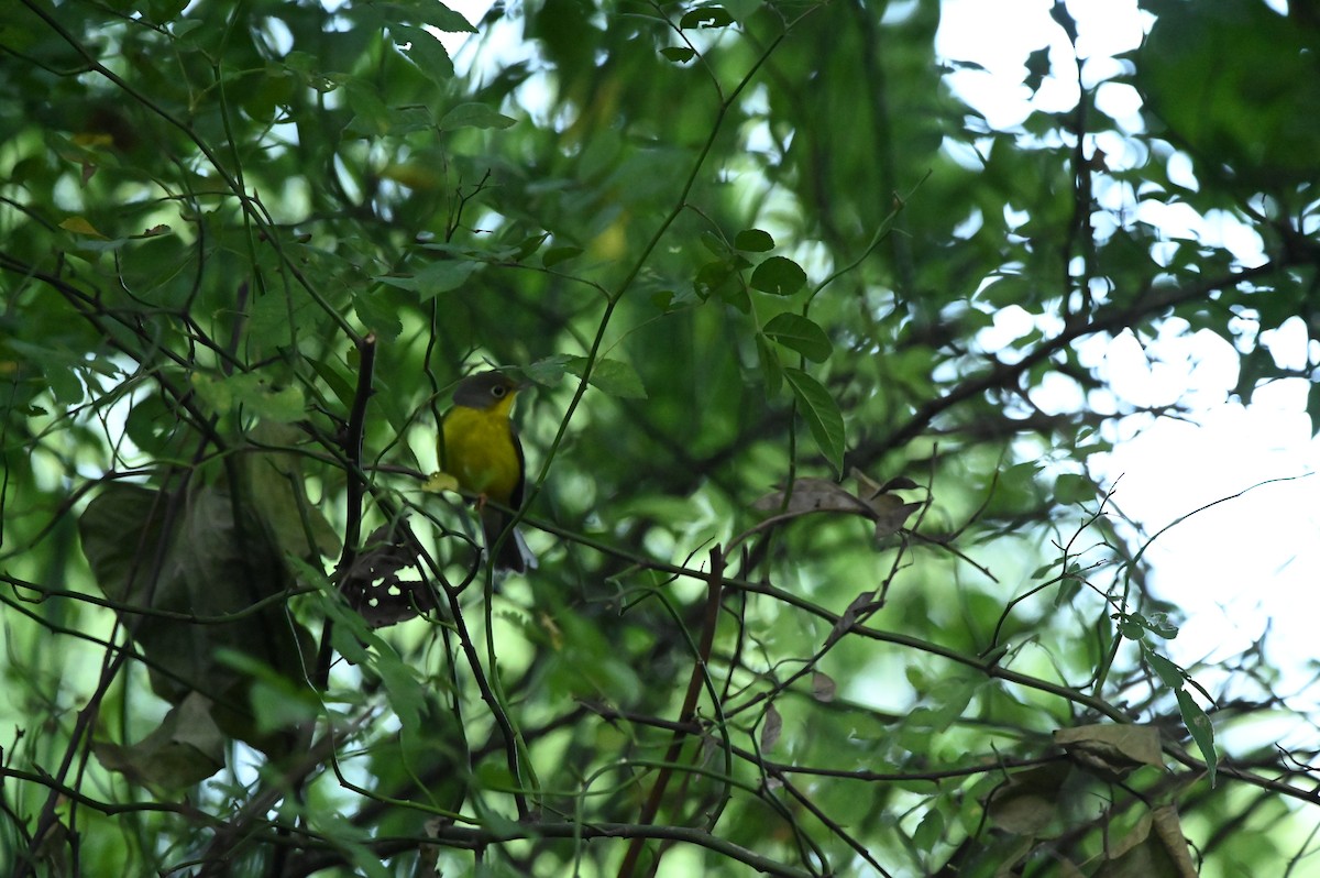 Canada Warbler - David  Minoli