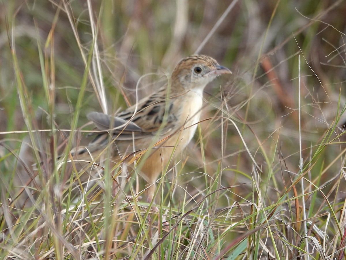 Stout Cisticola - ML623652132