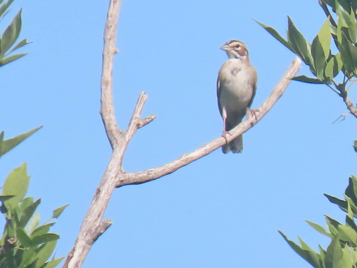 Lark Sparrow - ML623652176