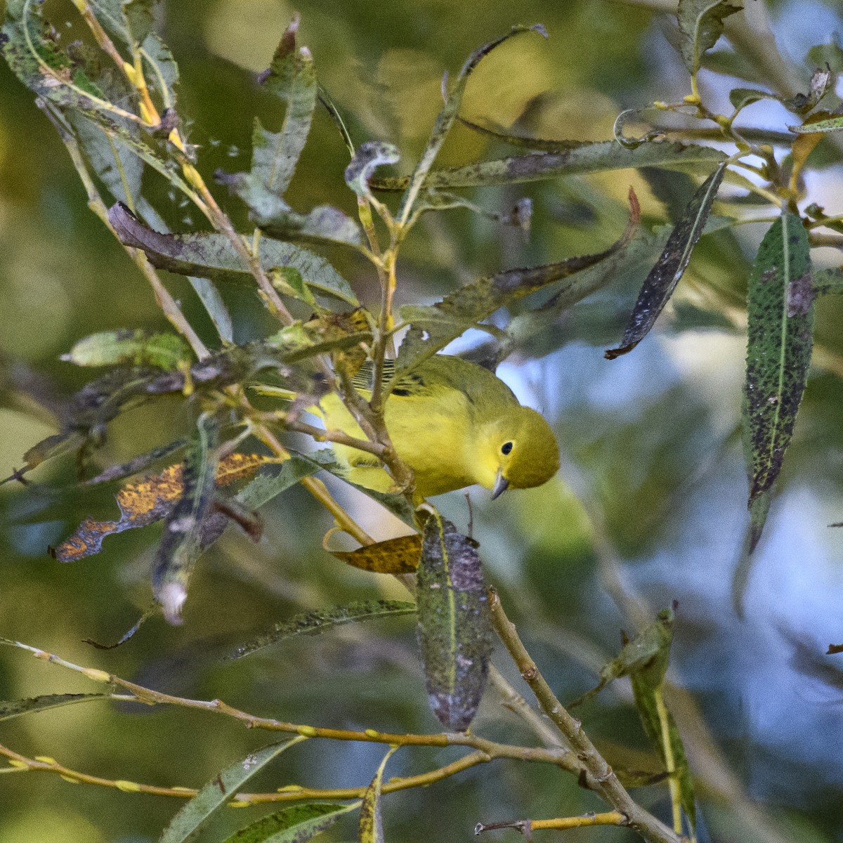 Paruline jaune - ML623652184