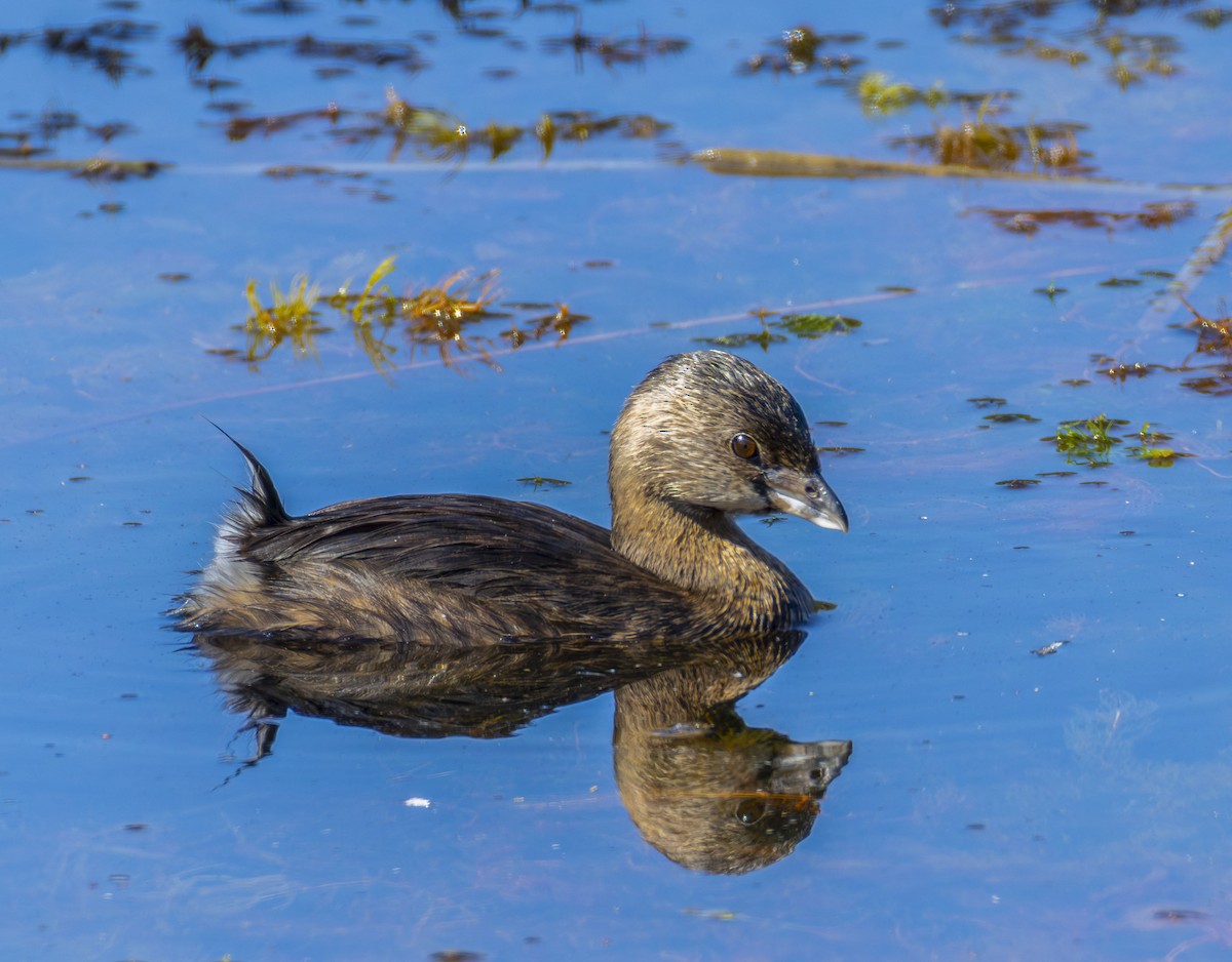 Pied-billed Grebe - ML623652186