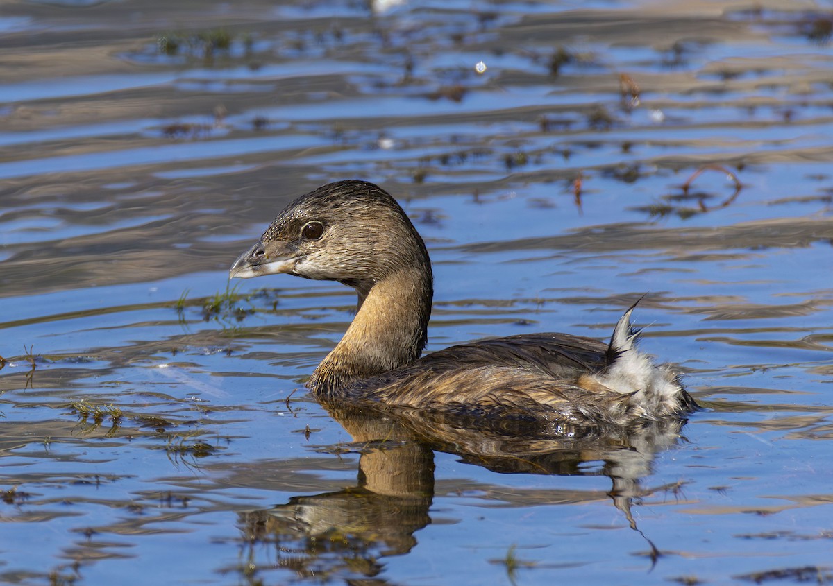 Pied-billed Grebe - ML623652188