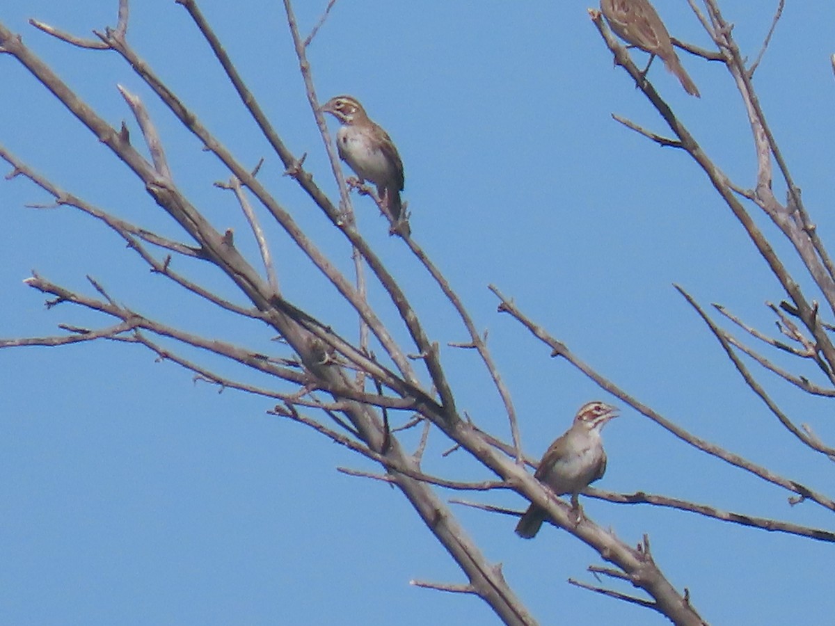 Lark Sparrow - ML623652212