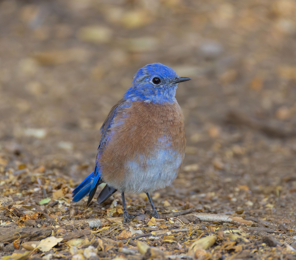 Western Bluebird - ML623652215