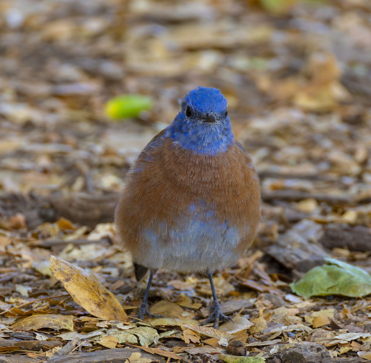 Western Bluebird - ML623652216