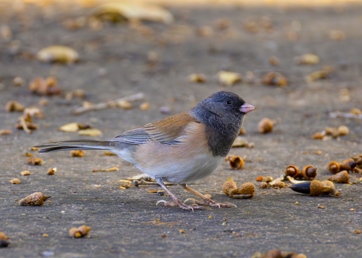 Dark-eyed Junco - ML623652221