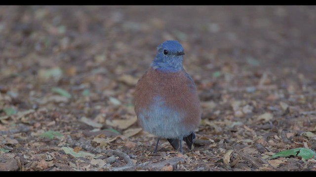 Western Bluebird - ML623652229