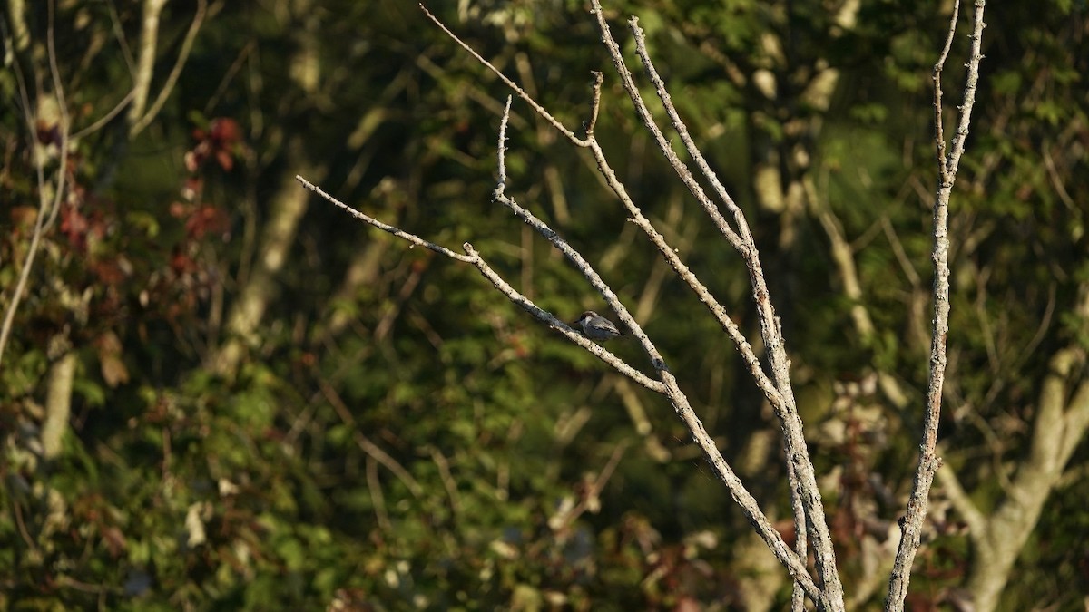 Brown-headed Nuthatch - ML623652233
