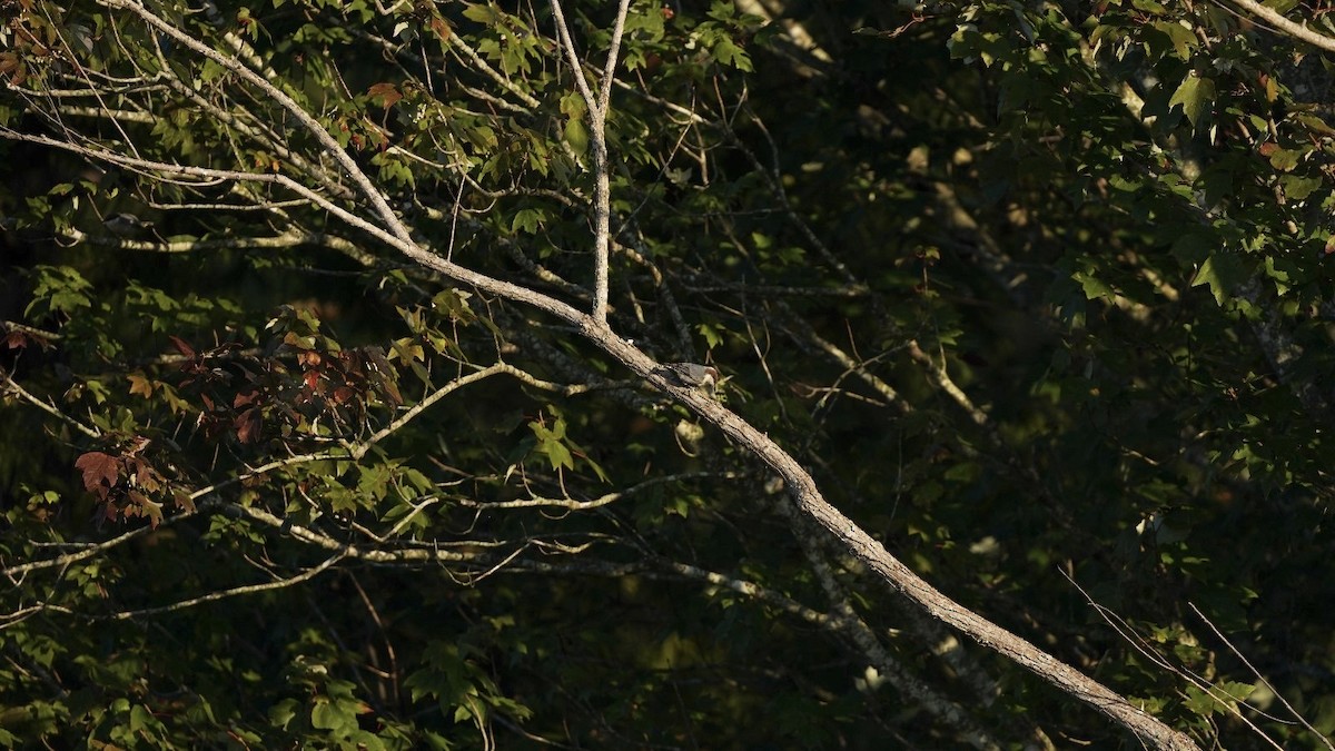 Brown-headed Nuthatch - ML623652234