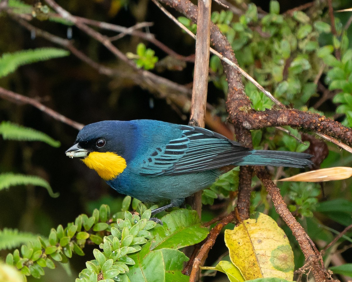 ニジフウキンチョウ - ML623652273