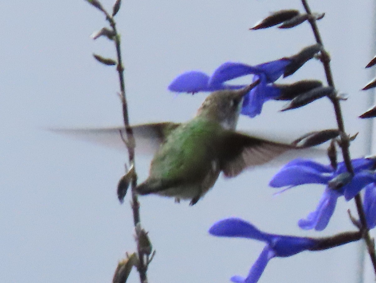 Ruby-throated Hummingbird - ML623652275