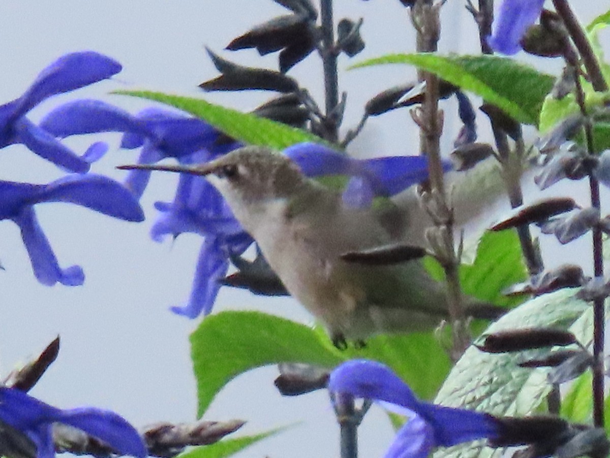 Ruby-throated Hummingbird - ML623652277