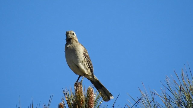 Chilean Mockingbird - ML623652278