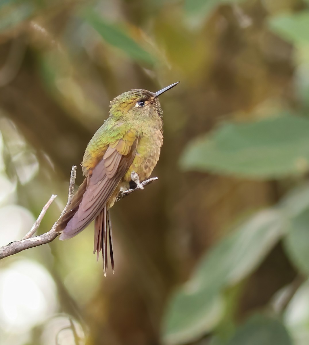 Bronze-tailed Thornbill - ML623652279