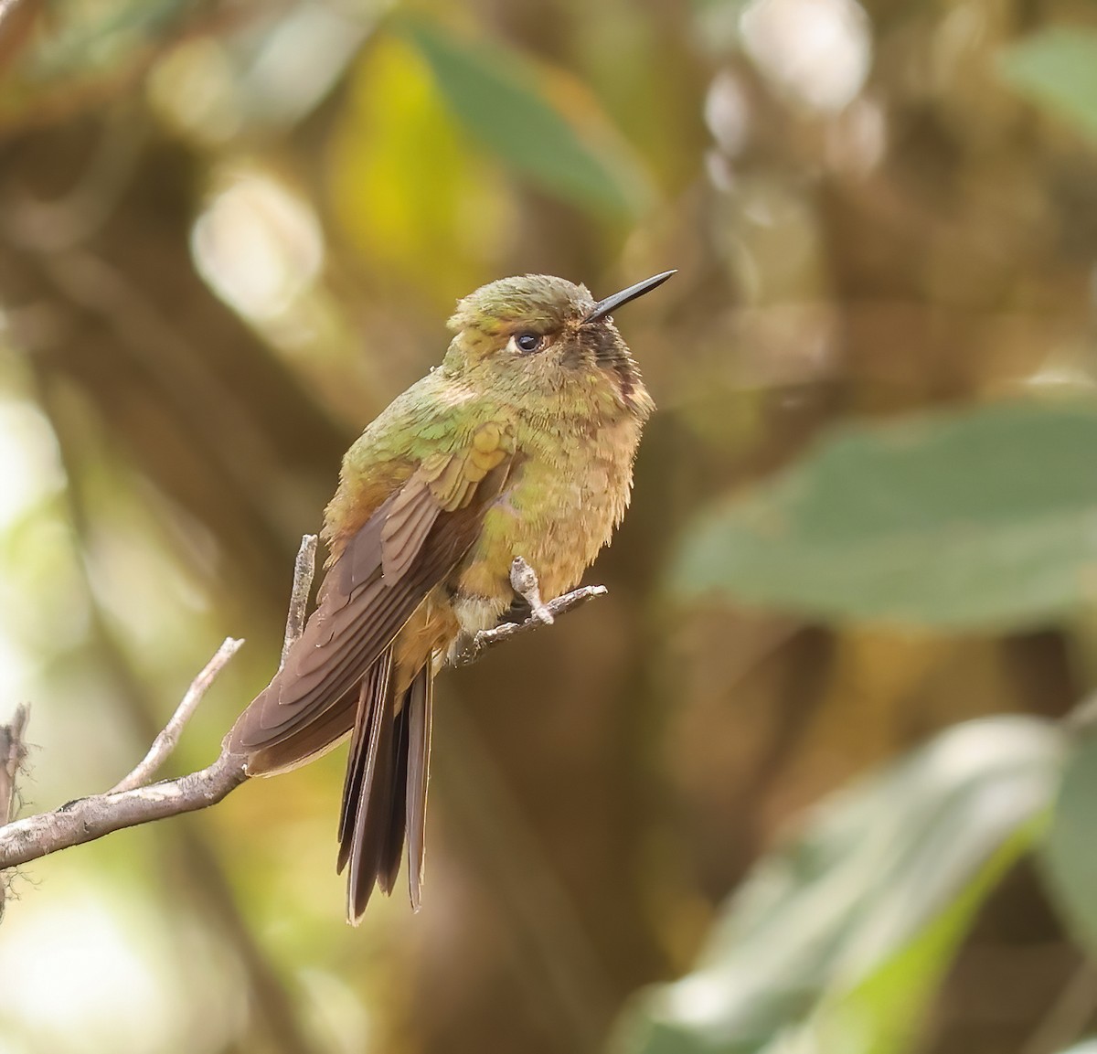 Bronze-tailed Thornbill - ML623652283