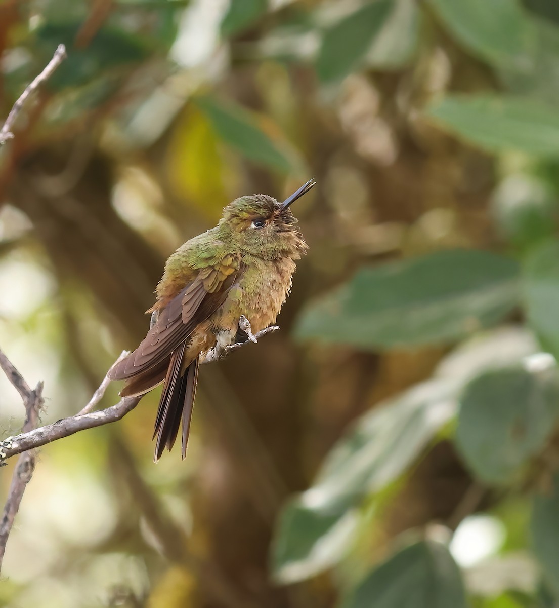 Bronze-tailed Thornbill - ML623652284